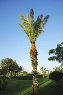 Mavi gökyüzü subtropikal parkta büyüyen yeşil yüksek palmiye ağacı