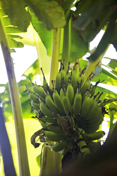 Букет Зелених Бананів Банановою Квіткою Банановому Дереві Тропічному Саду — стокове фото