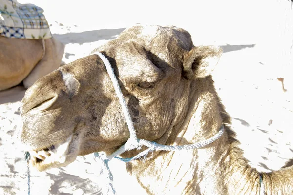 Dromadaire Chameau Gros Plan Dans Sable Dans Désert Sahara Tunisie — Photo