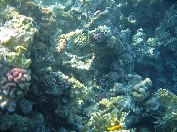 红海底部的珊瑚和清澈的海水埃及海滨 — 图库照片