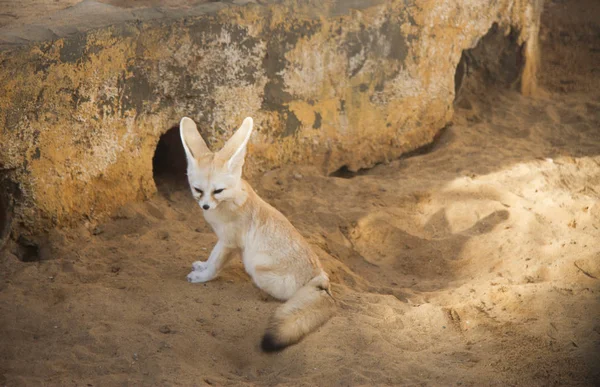 Fennec fox - desert fox with big ears Vulpes zerda sitting in the zoo