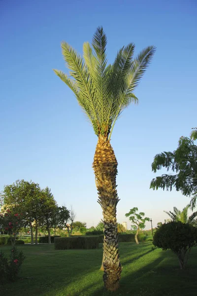 Mavi gökyüzü subtropikal parkta büyüyen yeşil yüksek palmiye ağacı