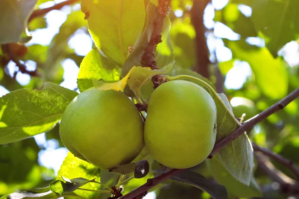Manzana verde madura colgando de la rama del árbol —  Fotos de Stock