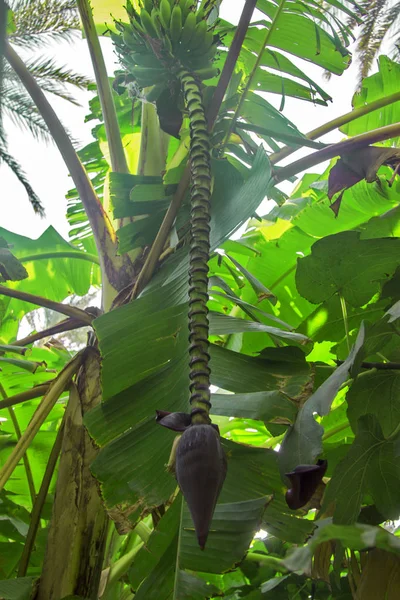 Egy rakás zöld banán banánvirággal egy fán. — Stock Fotó