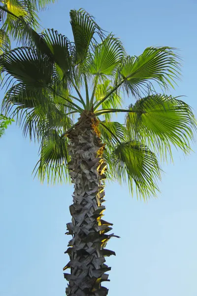 Hoher Baum wächst im Park vor blauem Himmel — Stockfoto