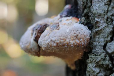 Ormanda ağaç gövdesinde yetişen mantar