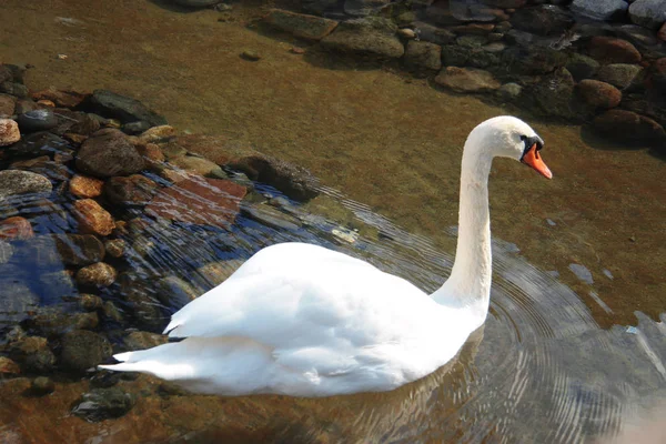 Cisne blanco como la nieve nadando en el estanque y reflejo del cielo azul —  Fotos de Stock