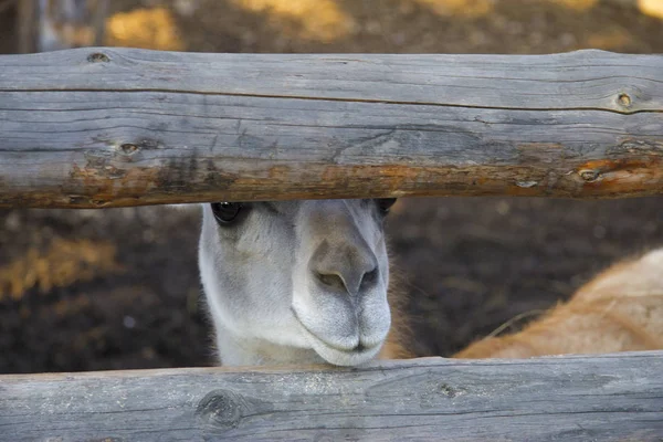Lama Guanaco of the camelid family in the zoo — Stock Photo, Image