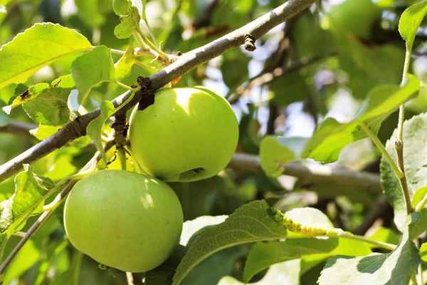 Manzana verde madura colgando de la rama del árbol —  Fotos de Stock