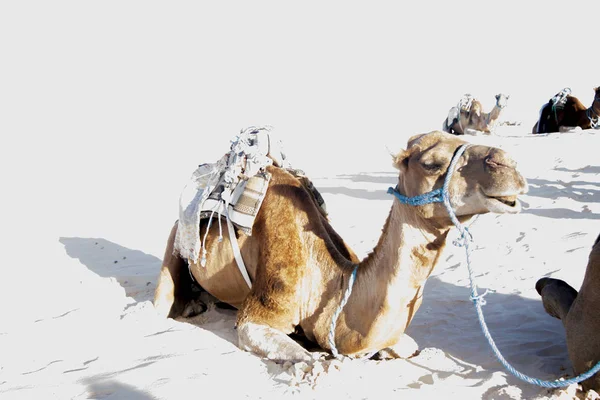 Sahra Çölü'nün kumlarında yakın yerde yatan dromedary develeri — Stok fotoğraf