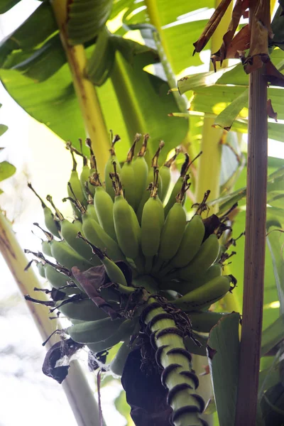 Букет з зелених бананів з банановою квіткою на дереві — стокове фото