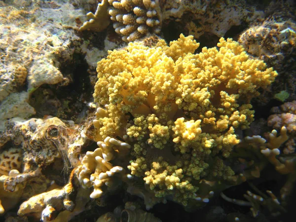 Koraller på botten av Röda havet — Stockfoto