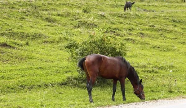 Koňské pastviny na Kavkaze zelená louka — Stock fotografie
