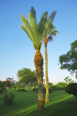 Parkta mavi gökyüzüne karşı büyüyen yüksek ağaç 