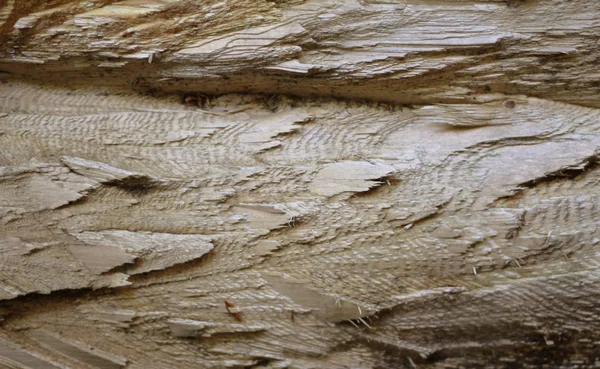 Holz Hintergrund strukturierte Muster in braunen Farben — Stockfoto