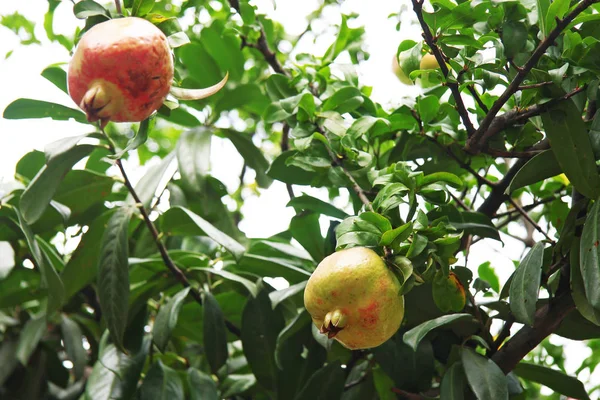 Frutas maduras de granada roja y verde en árbol de granada —  Fotos de Stock