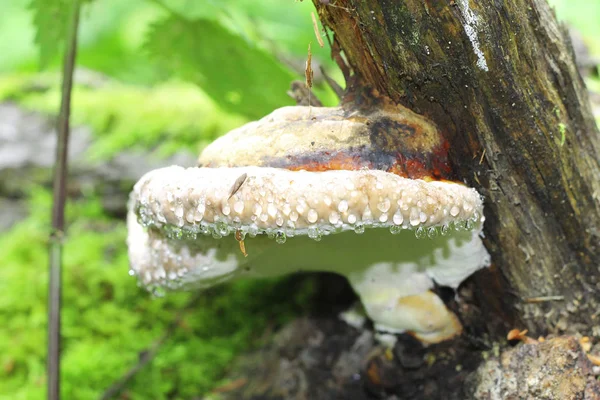 Mushroom growing on the trunk of tree in the forest — Stock Photo, Image