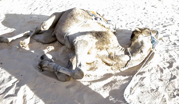 Dromedario cammello che si gratta la schiena nella sabbia del deserto del Sahara — Foto Stock