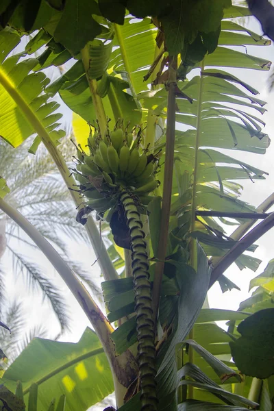 Bando de bananas verdes com flor de banana em uma árvore — Fotografia de Stock