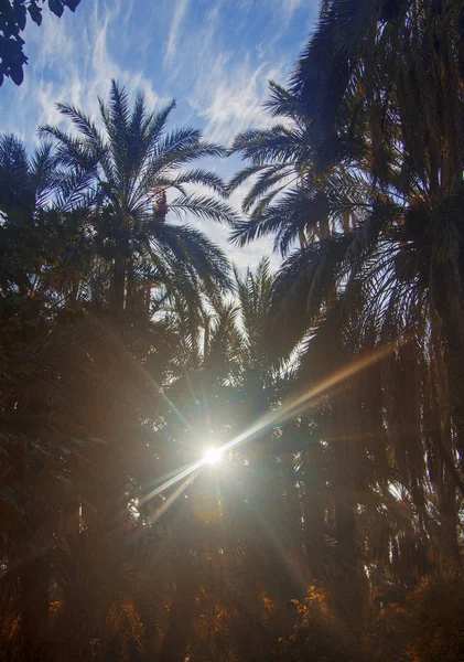 Nascer do sol na floresta tropical de palmeiras contra o céu azul com clou branco — Fotografia de Stock