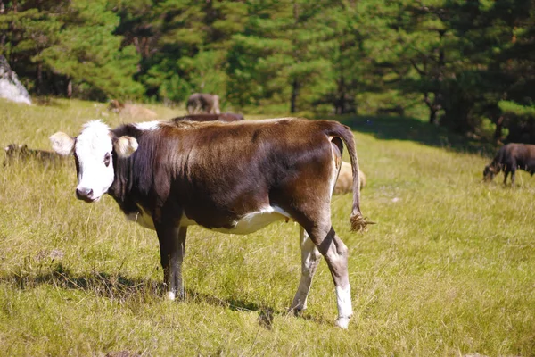 Vaca pastando en el prado alpino de verano — Foto de Stock