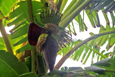 Ağaçta muz çiçekli bir demet yeşil muz