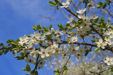 beyaz çiçekler vahşi ağacının dalını çiçek açması