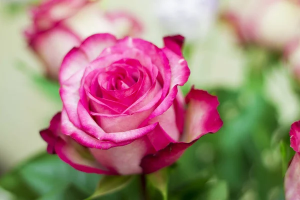 粉红色和白色绽放的玫瑰花与爱 — 图库照片