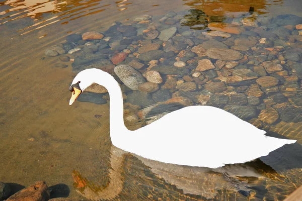 Cigno bianco come la neve che nuota nello stagno — Foto Stock