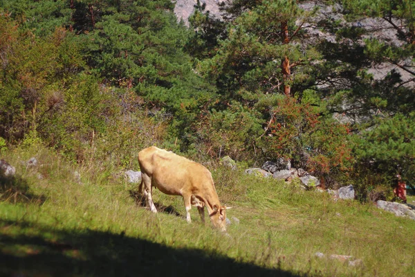 Vaca pastando em ths verão prado alpino — Fotografia de Stock