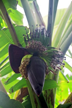 Ağaçta muz çiçekli bir demet yeşil muz