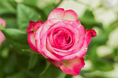 Pembe ve beyaz çiçek açan güller sevgi ile gifrt