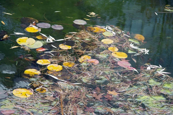 Hojas amarillas de nenúfar en el estanque otoño —  Fotos de Stock