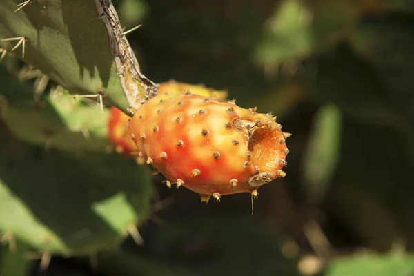 Pêra espinhosa cacto aka opuntia com frutas vermelhas e amarelas maduras — Fotografia de Stock