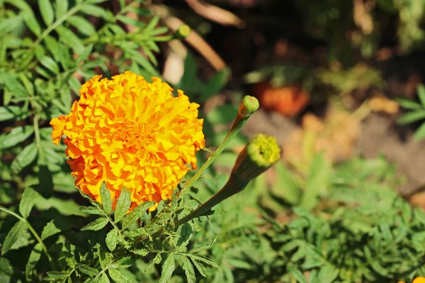 Oransje mergler, også kjent som tagetes erecta blomst på blomsterbedet – stockfoto