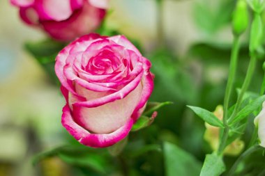 Pembe ve beyaz çiçek açan güller sevgi ile gifrt