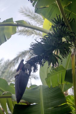 Ağaçta muz çiçekli bir demet yeşil muz