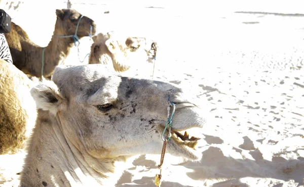 Dromadaire chameaux gros plan dans le sable du désert du Sahara — Photo