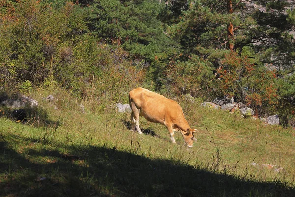 Cow grazing on ths summer alpine meadow — Stock Photo, Image