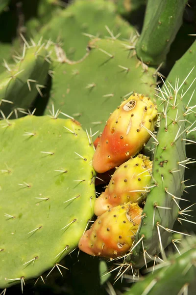 Prickly pear cactus aka opuntia with ripe red and yellow fruit