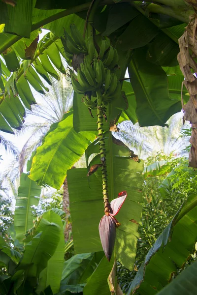 Egy rakás zöld banán banánvirággal egy fán. — Stock Fotó