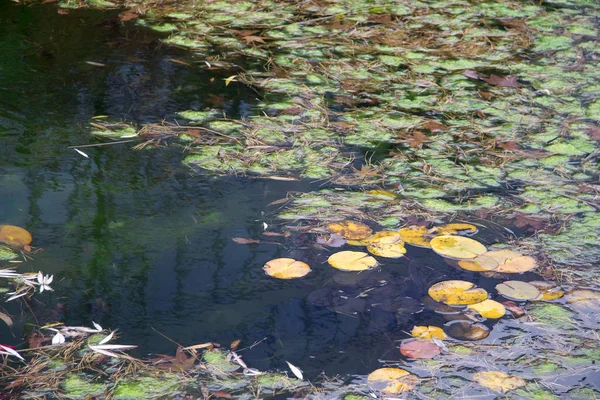 池の秋の時期にスイレンの黄色い葉 — ストック写真