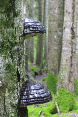 Ormanda ağaç gövdesinde yetişen mantar