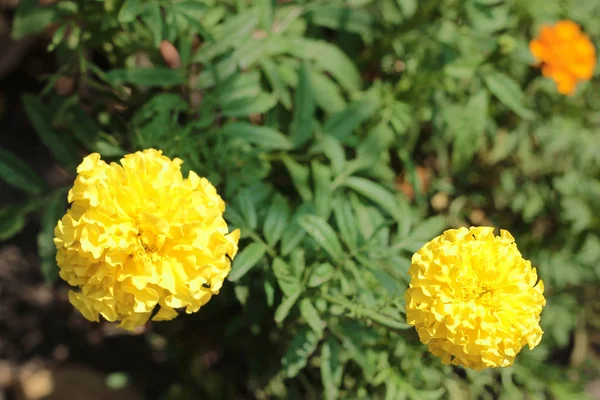 Marigolds amarelo aka tagetes erecta flor no canteiro de flores — Fotografia de Stock
