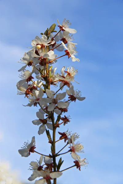 Bílé květy kvetoucí na větvi žijících stromu — Stock fotografie