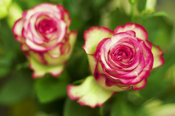 粉红色和白色绽放的玫瑰花与爱 — 图库照片