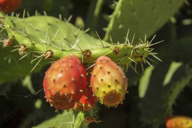 Dikenli armut kaktüs aka opuntia olgun kırmızı ve sarı meyve ile