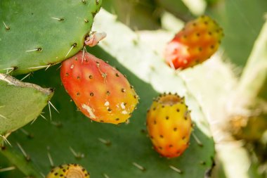 Dikenli armut kaktüs aka opuntia olgun kırmızı ve sarı meyve ile