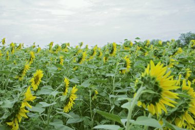 Sunflowers on the Sunflower field at the day time