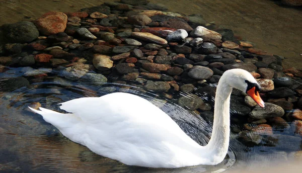 Schneeweißer Schwan schwimmt im Teich — Stockfoto